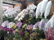 「もりたか花店」　（長崎県長崎市）の花屋店舗写真3
